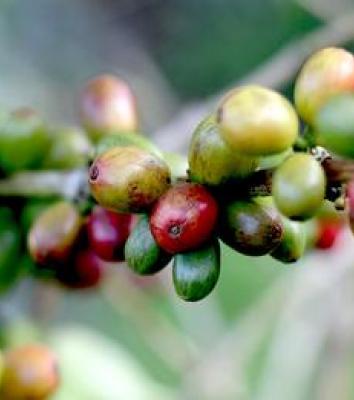 Yirgacheffe Coffee
